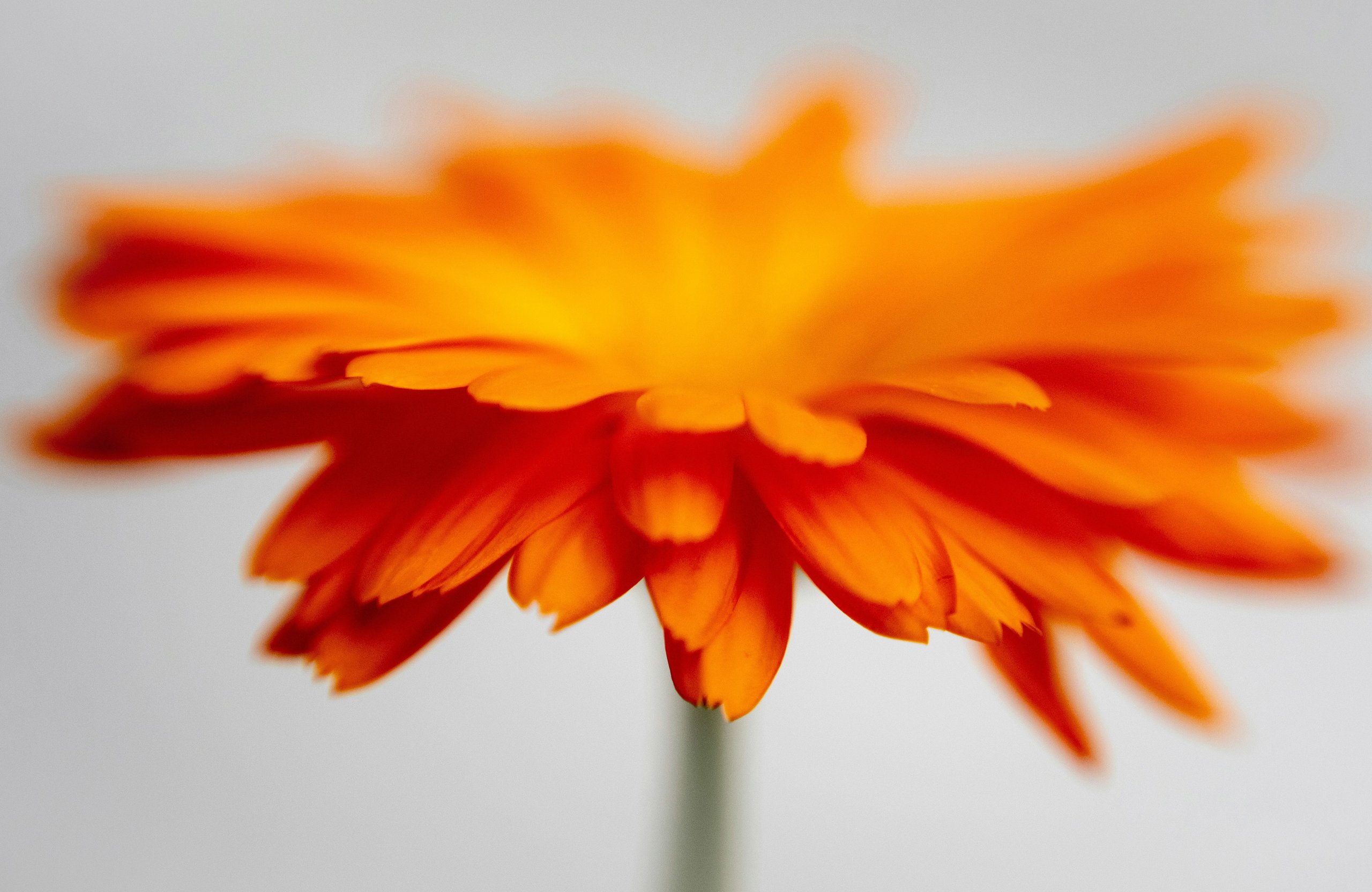 Orange chrysanthemum close-up - Wallpapers for Apple MacBook Air 13 M2″ in 2560x1664 resolution