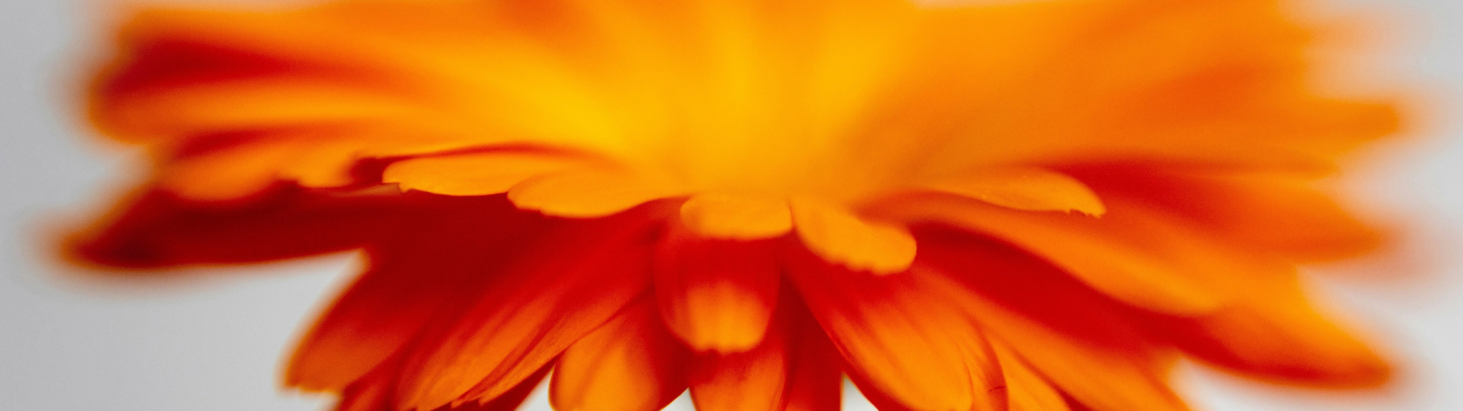 Orange chrysanthemum close-up - UltraWide 32:9 wallpapers in 5120x1440 resolution
