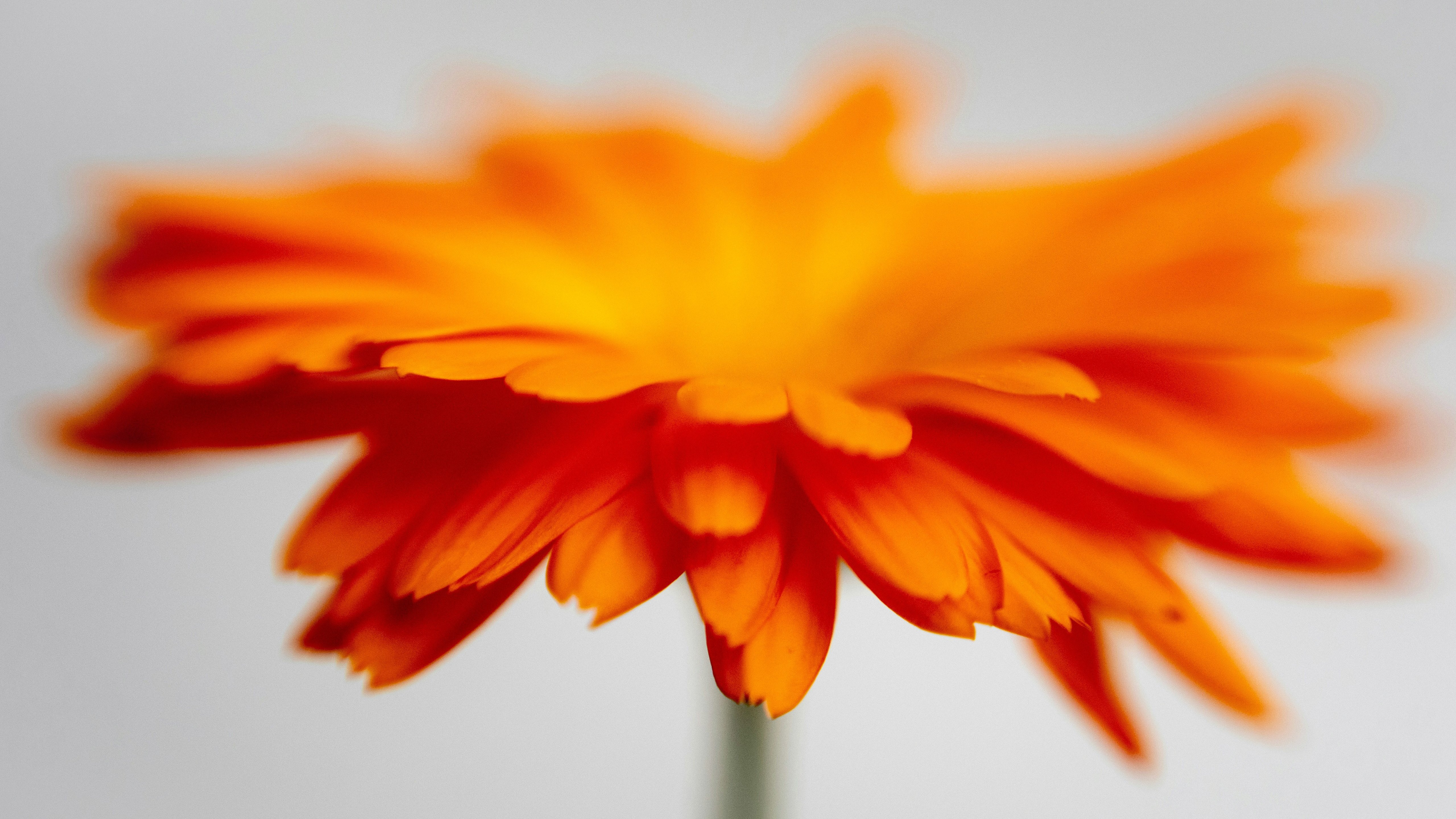 Orange chrysanthemum close-up - 5K wallpapers in 5120x2880 resolution