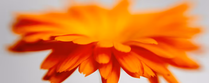 UltraWide 32:9 wallpapers (3840x1080): chrysanthemum, macro, petals, flowers
