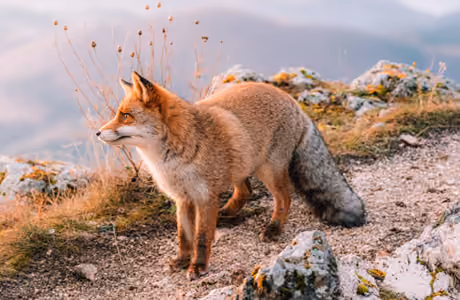 Fox Wallpapers for iPad mini 8.3″ (2266x2266): fox, evening, mountains, predator
