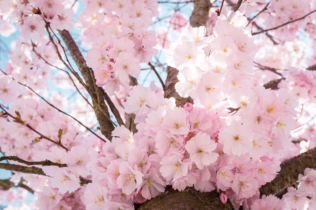 Pink sakura with blooming buds - Wallpapers for HTC/BlackBerry in 480x640 resolution