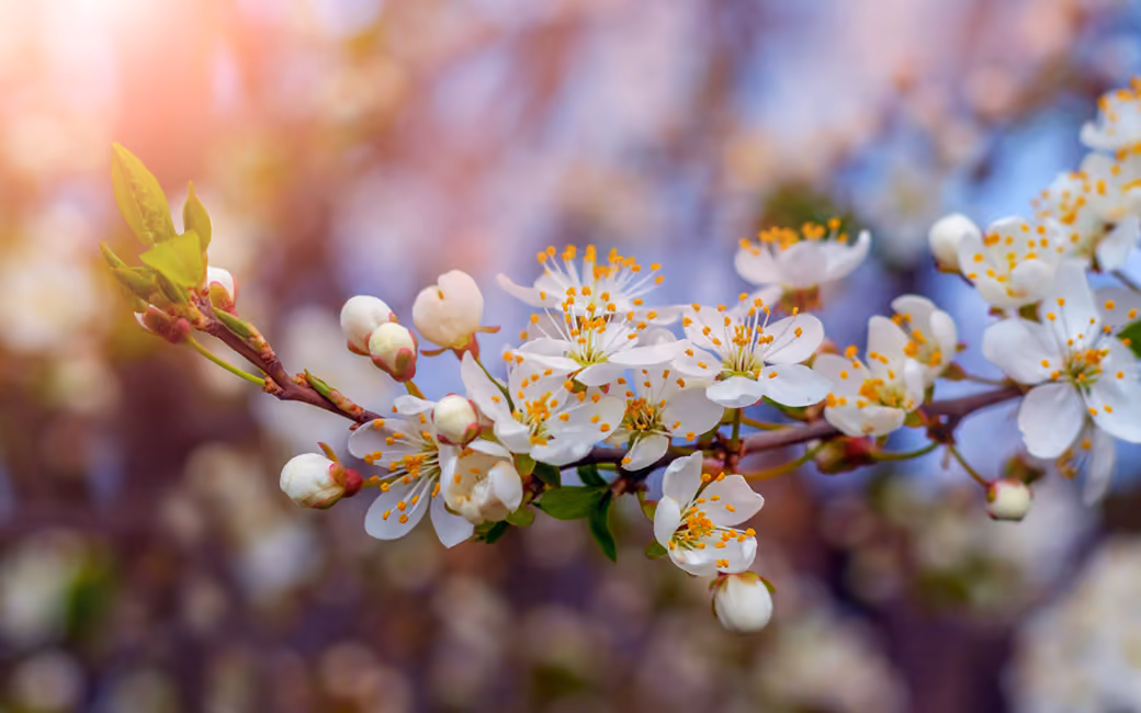 Spring Cherry Blossom Branch Macro — desktop and phone wallpaper, free download