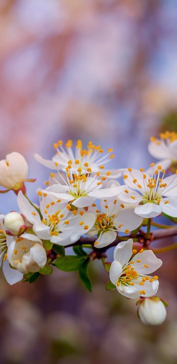 Spring Cherry Blossom Branch Macro - Wallpapers for Samsung in 360x740 resolution