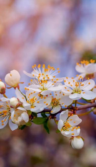 Nature wallpapers: spring, cherry, flowers, branch