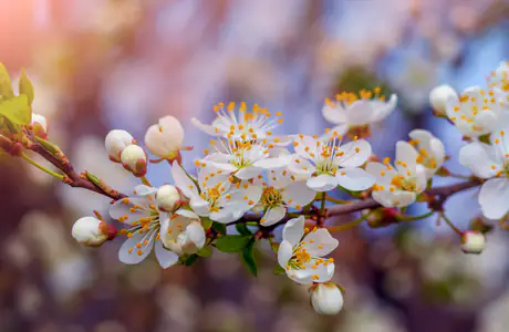 Season Wallpapers: spring, cherry, flowers, branch