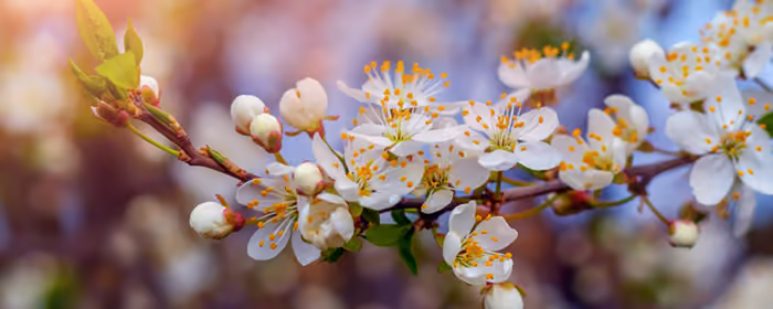 UltraWide 32:9 wallpapers (3840x1080): spring, cherry, flowers, branch