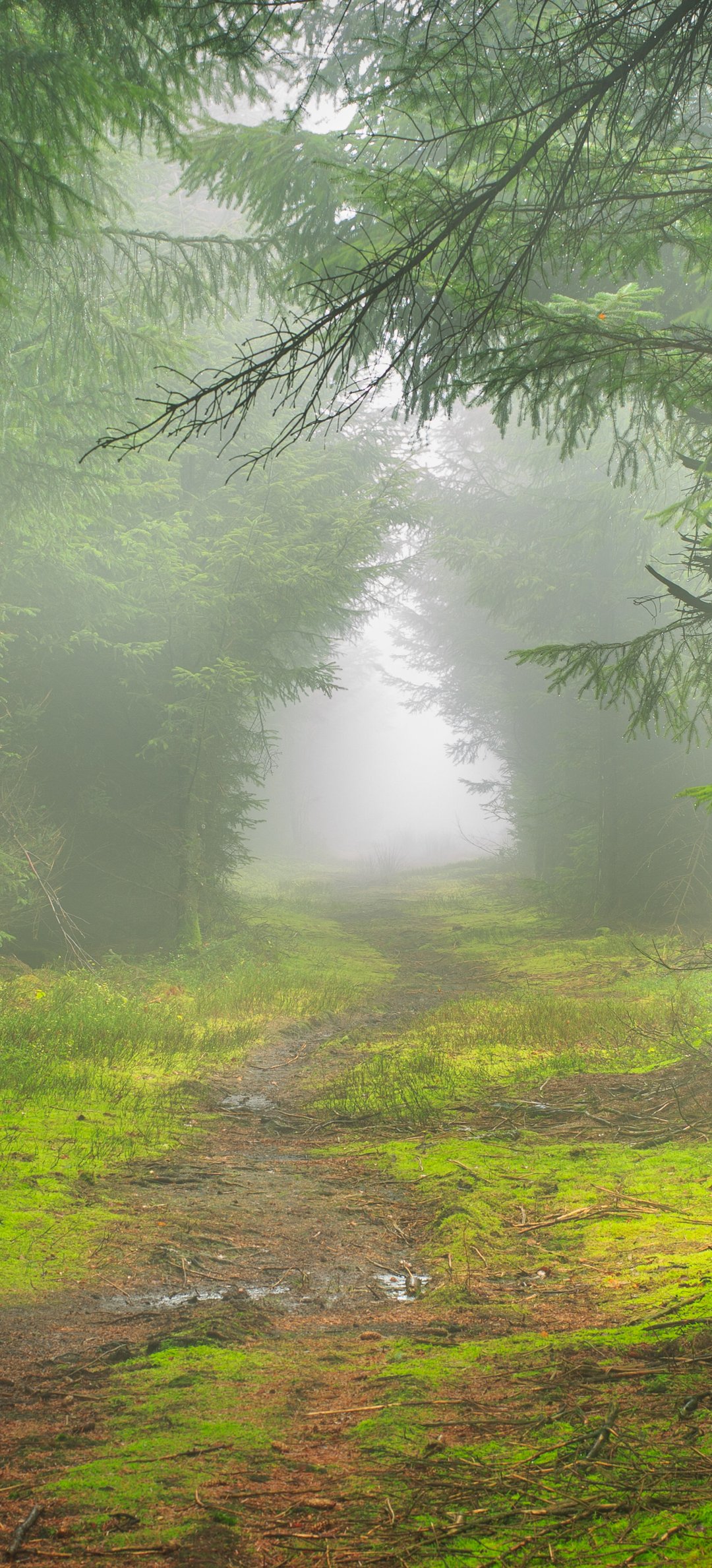 Green forest in the fog - Wallpapers for Honor/Huawei in 1080x2376 resolution