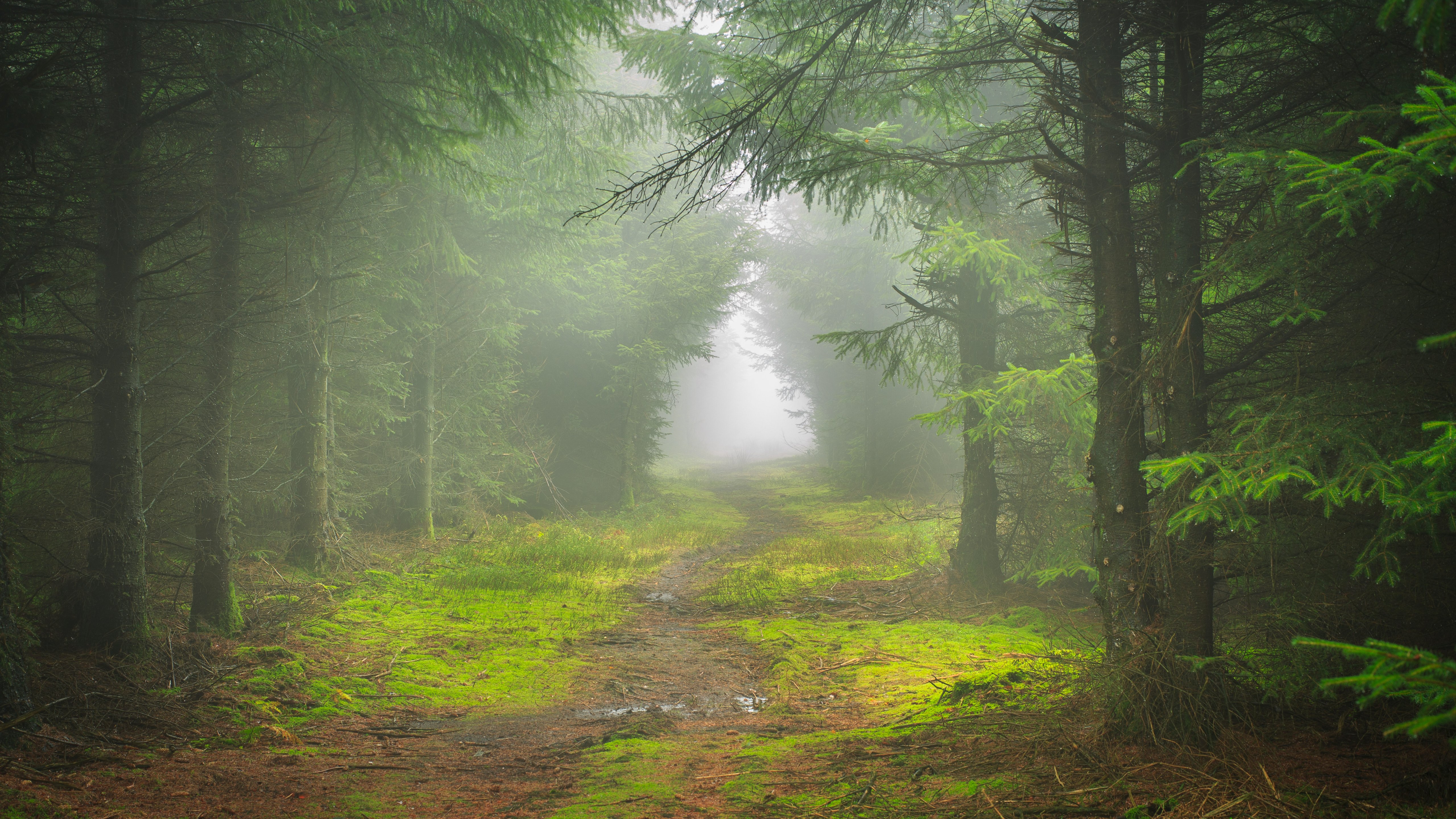 Green forest in the fog - 5K wallpapers in 5120x2880 resolution