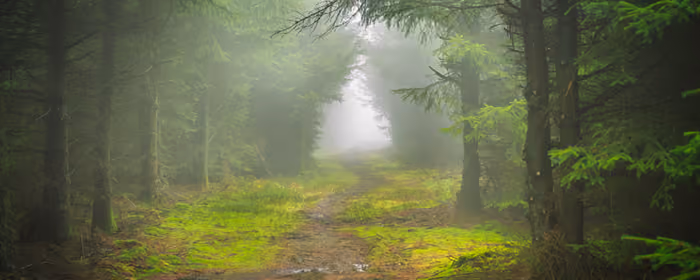 UltraWide 32:9 wallpapers (3840x1080): morning, forest, fog, path
