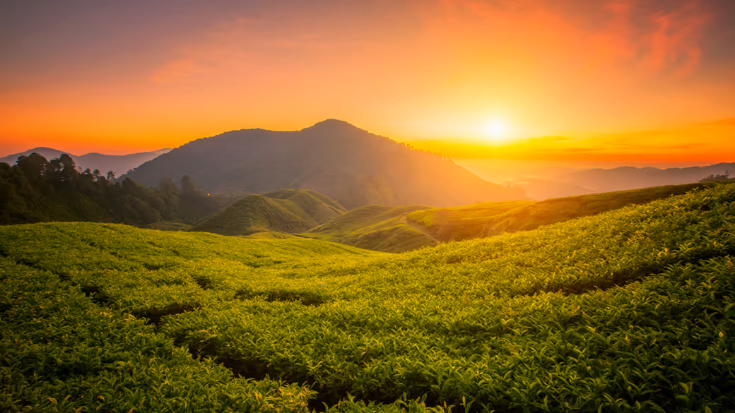 Tea Fields at Sunset — desktop and phone wallpaper, free download