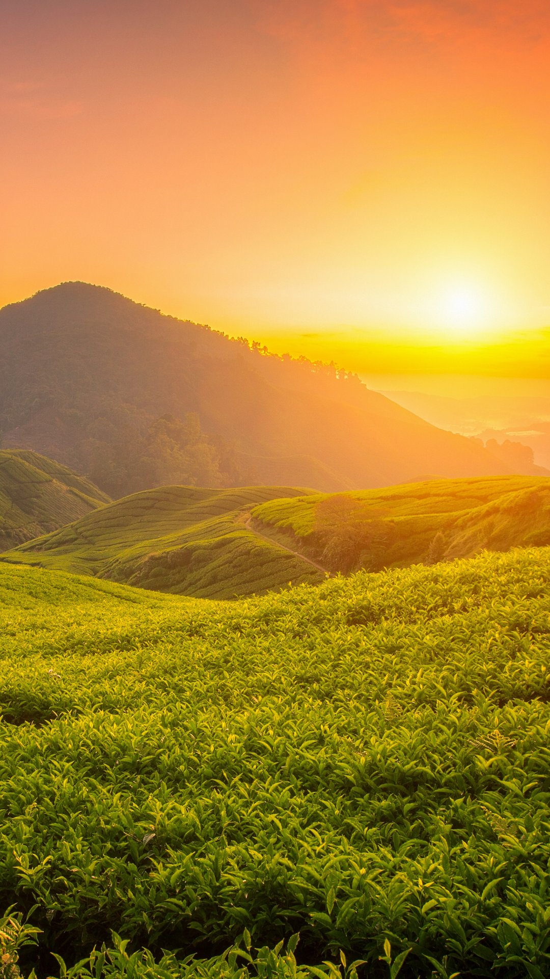 Tea Fields at Sunset - Wallpapers for Samsung, Honor, Sony in 1080x1920 resolution