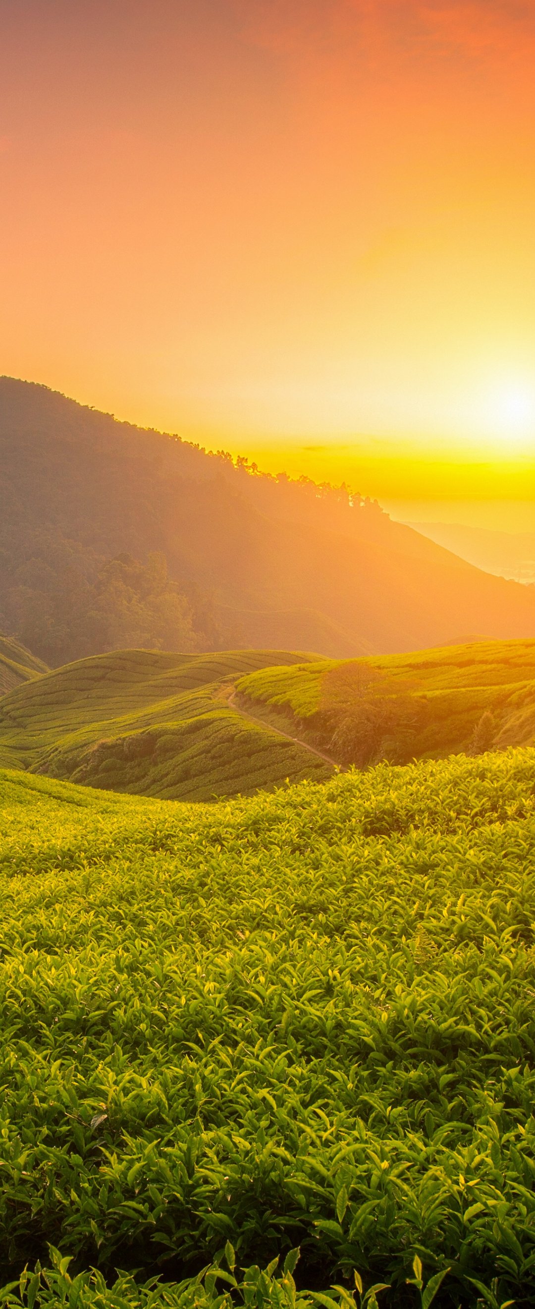 Tea Fields at Sunset - Wallpapers for Samsung Galaxy Z Flip6, Motorola Razr 2025 in 1080x2640 resolution