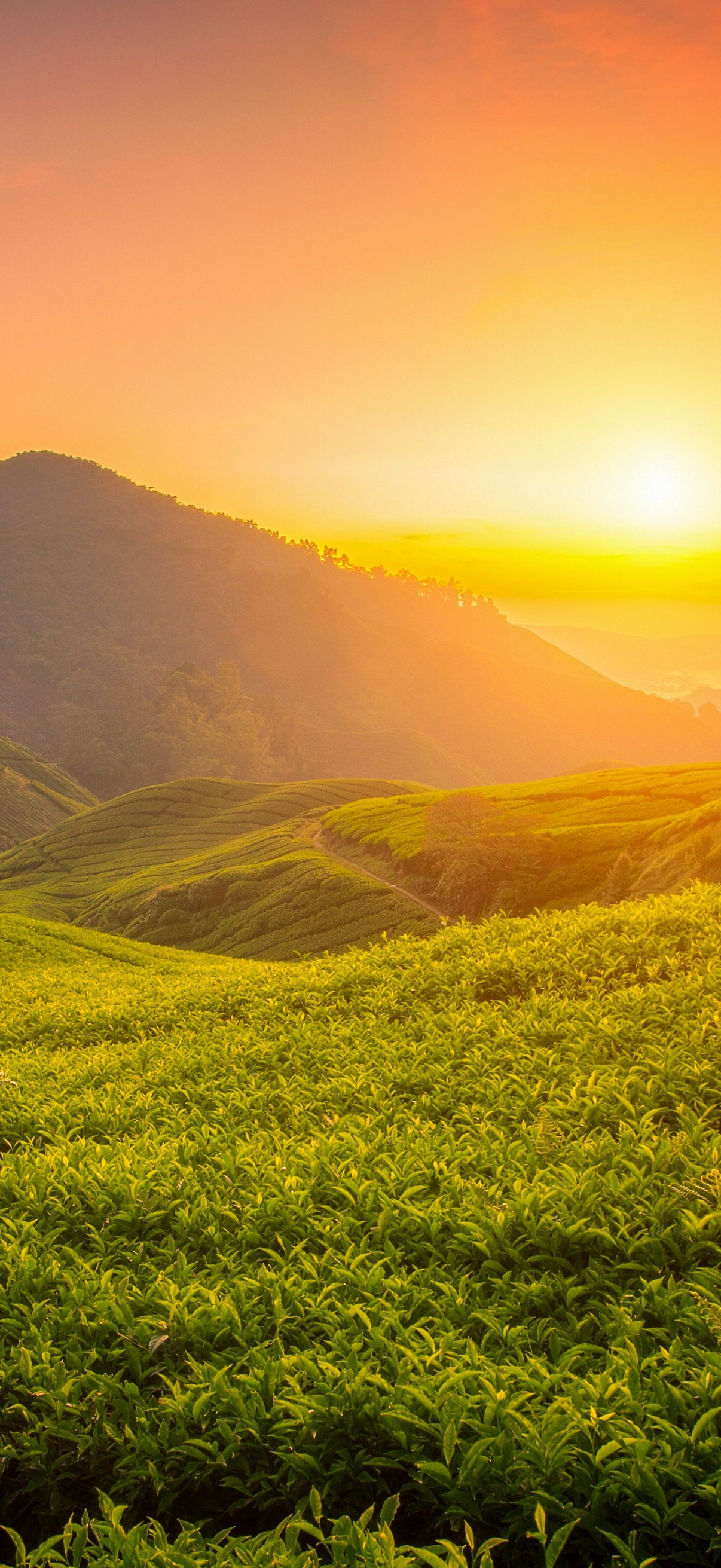 Tea Fields at Sunset - Wallpapers for iPhone 18 Pro/18/17 Pro/17/16 Pro in 1206x2622 resolution