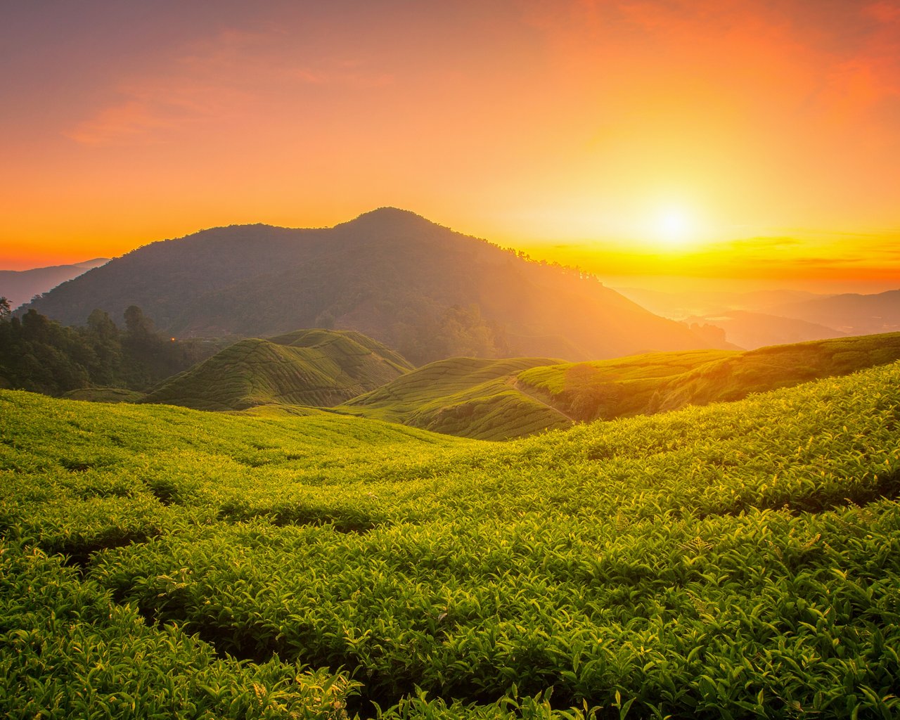 Tea Fields at Sunset - SXGA wallpapers in 1280x1024 resolution
