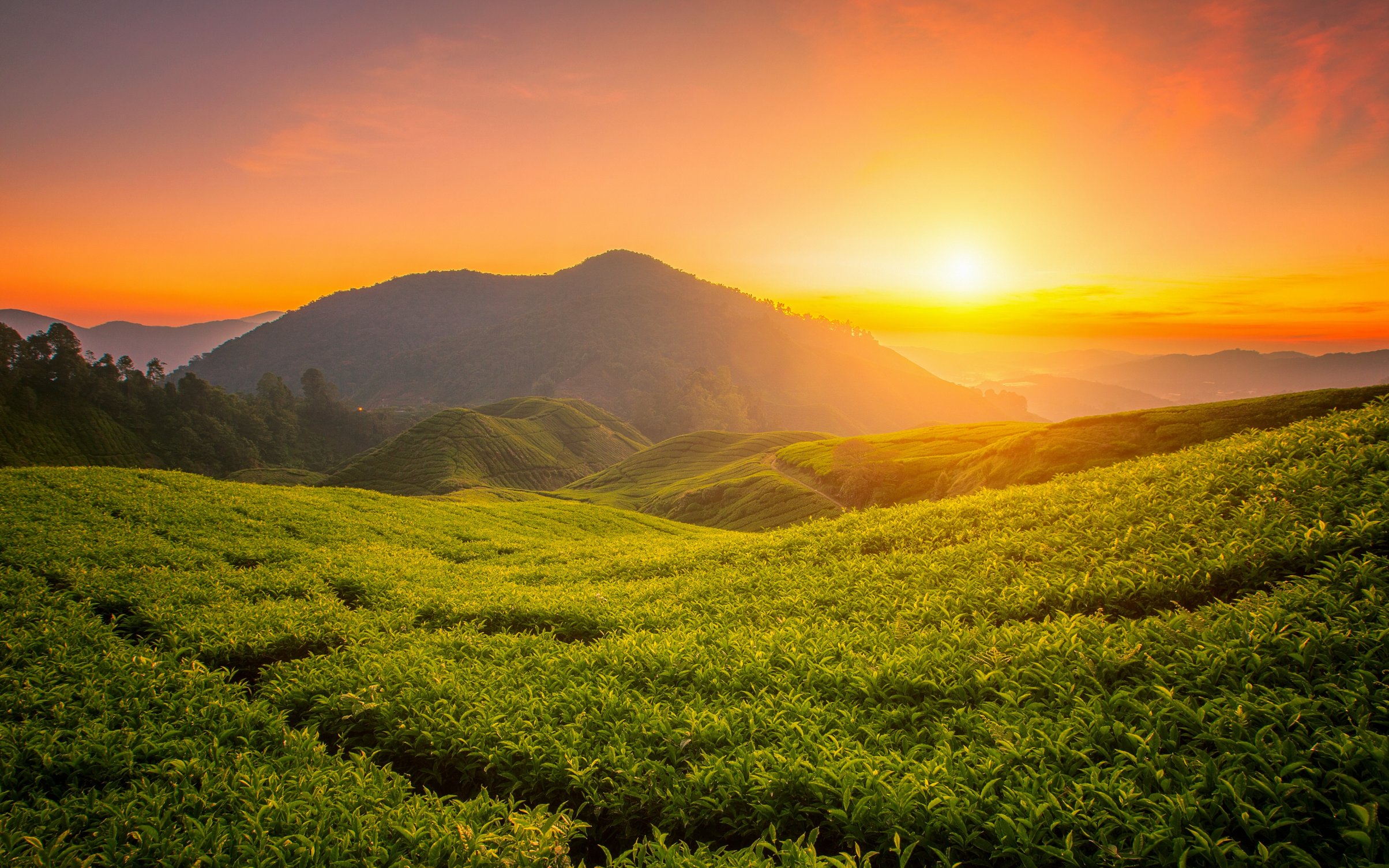 Tea Fields at Sunset - Wallpapers for MacBook Neo in 2408x1506 resolution