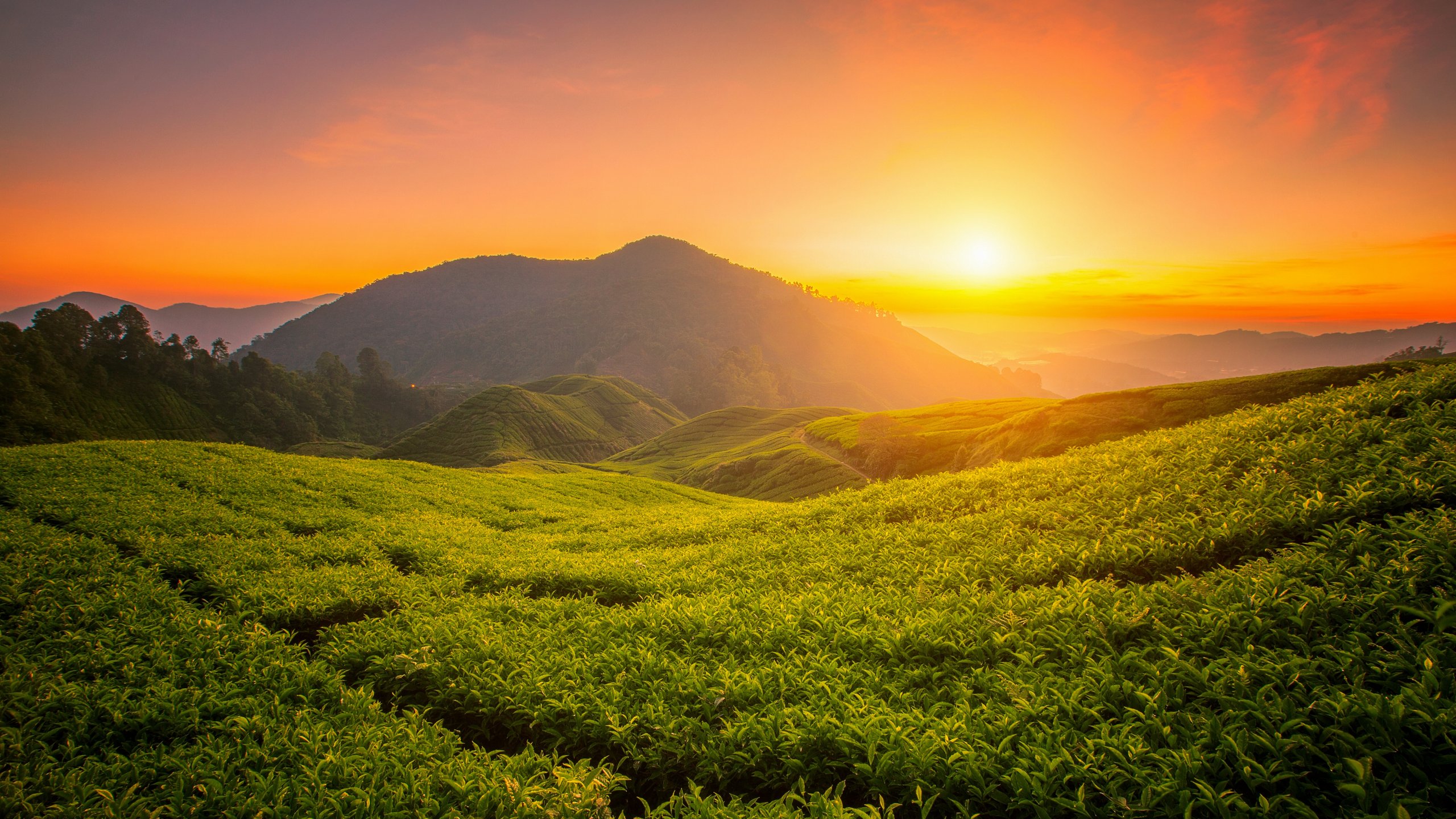 Tea Fields at Sunset - 2K Quad HD wallpapers in 2560x1440 resolution