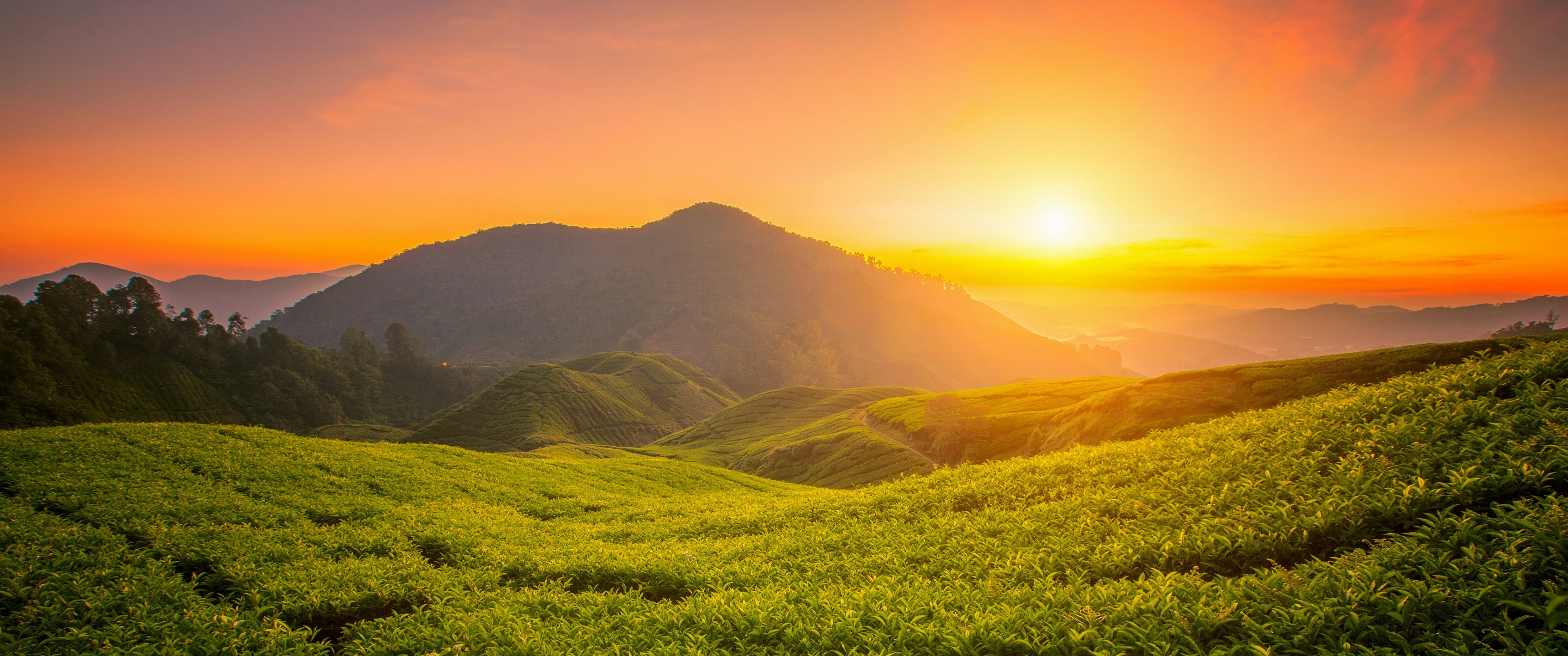Tea Fields at Sunset - UltraWide 21:9 wallpapers in 3440x1440 resolution