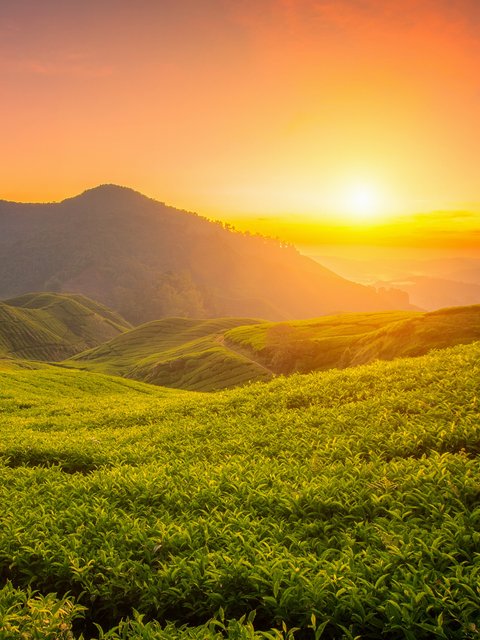 Tea Fields at Sunset - Wallpapers for HTC/BlackBerry in 480x640 resolution