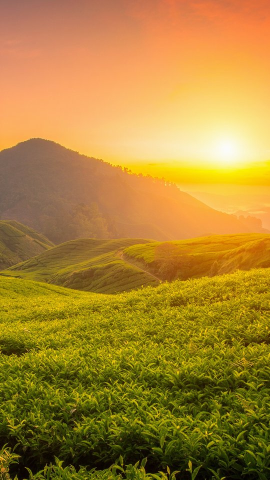 Tea Fields at Sunset - Wallpapers for Samsung, HTC, Sony in 540x960 resolution