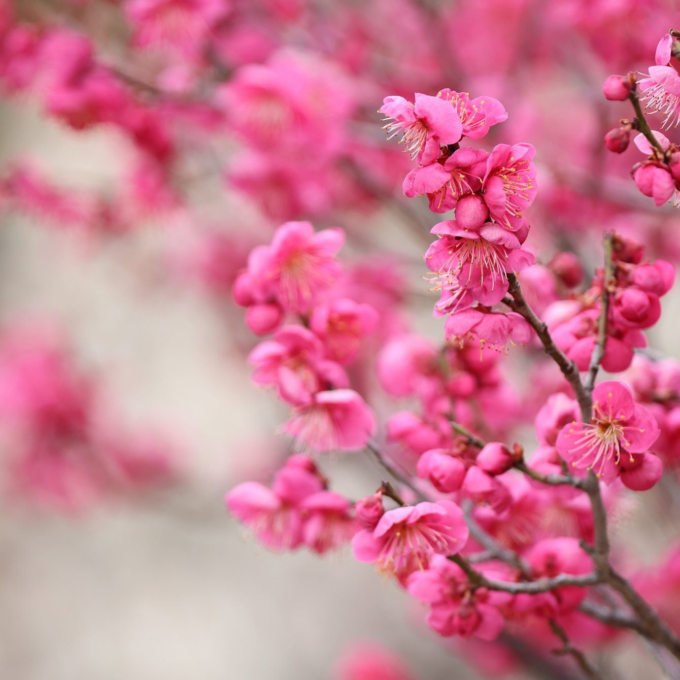 Spring Pink Blossom Close-Up - Wallpapers for Samsung Galaxy Tab in 1340x1340 resolution