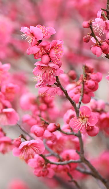 Nature wallpapers: flowers, branch, spring, close-up