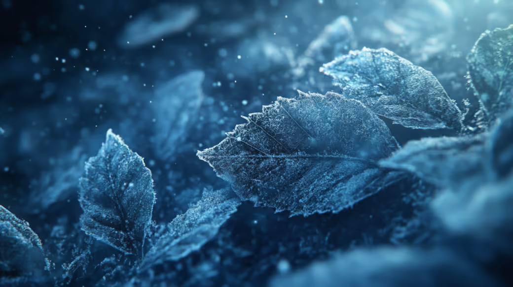 Frosted Leaves in Winter — desktop and phone wallpaper, free download