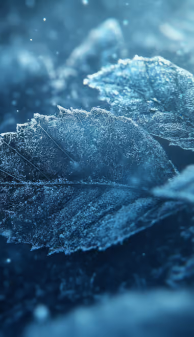 Nature wallpapers: leaves, winter, frost, snow
