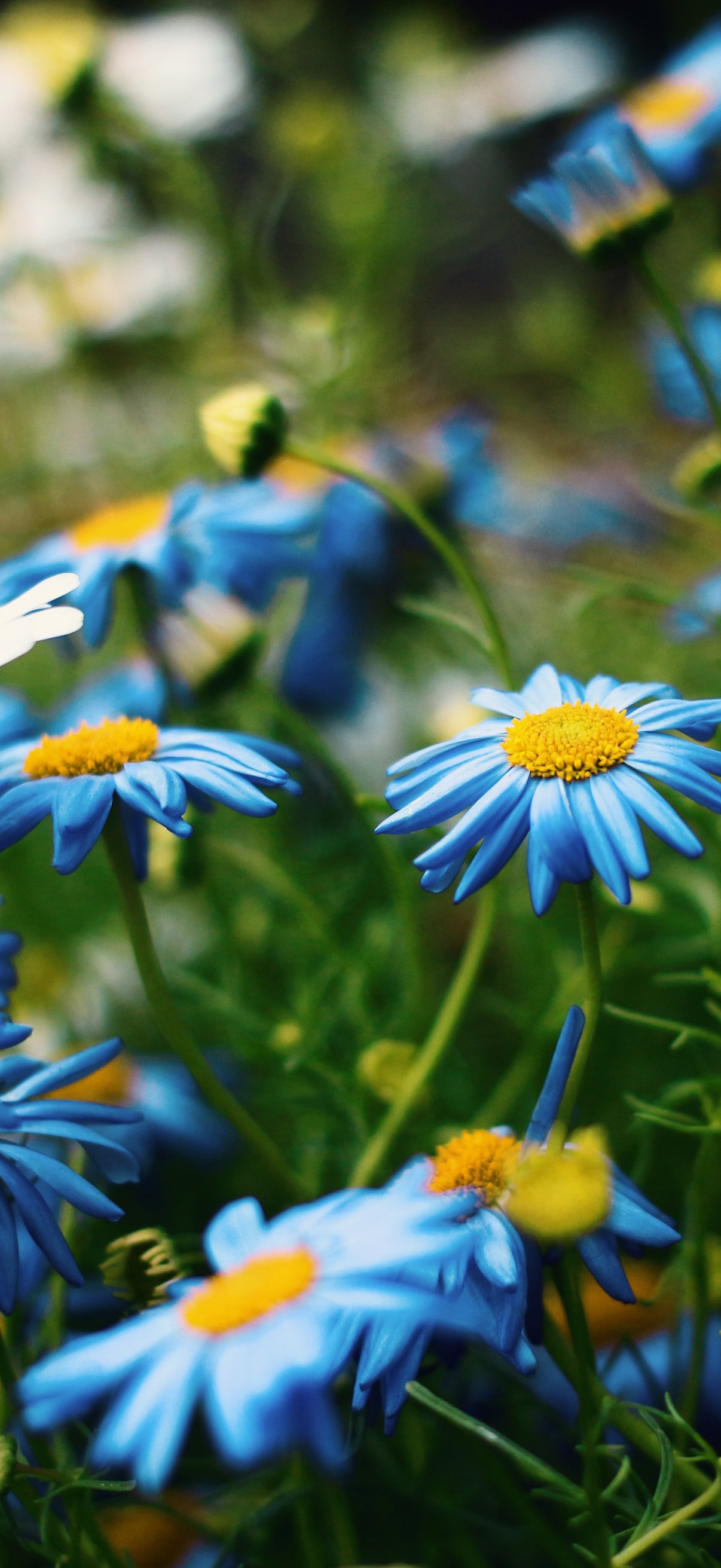 Summer Field with Chamomiles - Wallpapers for iPhone 18 Pro/18/17 Pro/17/16 Pro in 1206x2622 resolution