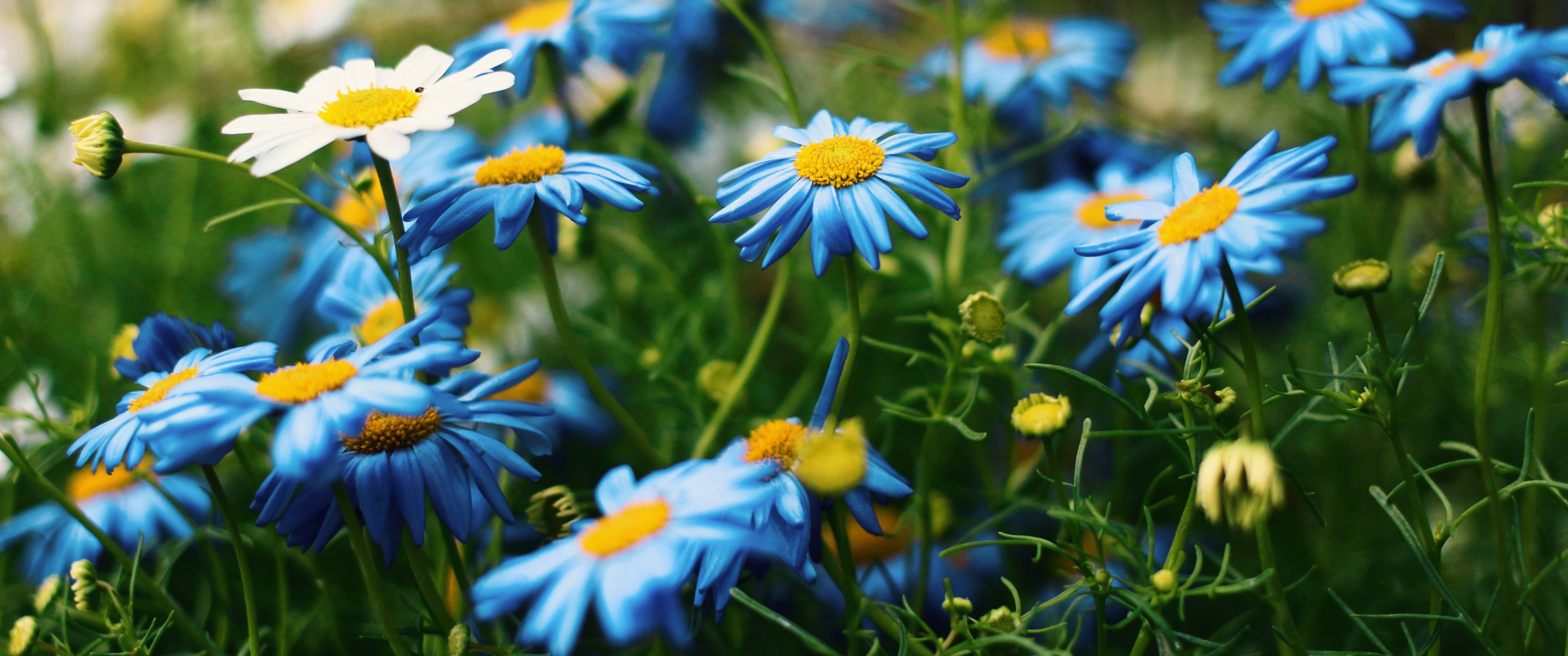 Summer Field with Chamomiles - UltraWide 21:9 wallpapers in 3440x1440 resolution