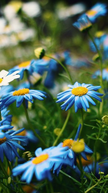 Summer Field with Chamomiles - Wallpapers for Nokia, Samsung in 360x640 resolution