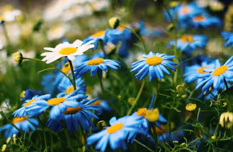 Nature wallpapers: chamomiles, field, summer, flowers