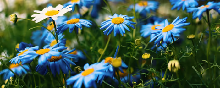 UltraWide 32:9 wallpapers (3840x1080): chamomiles, field, summer, flowers