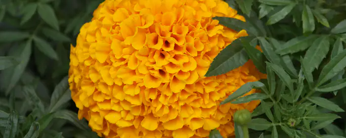 Nature wallpapers: tagetes, garden, summer, flowers
