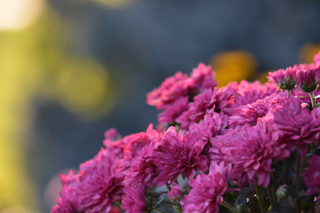Pink Chrysanthemum Bush in Spring — desktop and phone wallpaper, free download