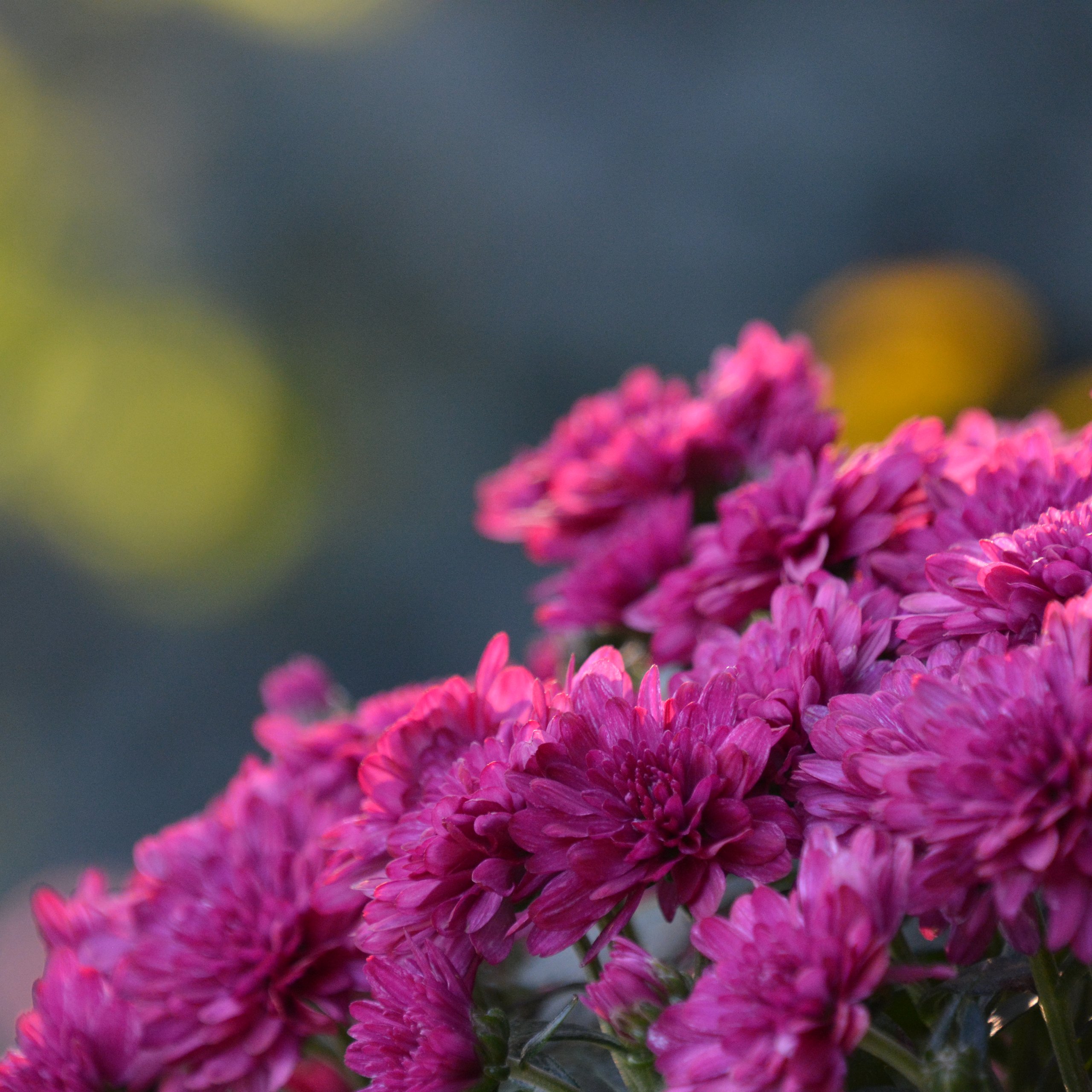 Pink Chrysanthemum Bush in Spring - Wallpapers for Samsung Galaxy Tab S9 FE+/Tab S11, Xiaomi Pad 5, Redmi Pad 2 Pro, POCO Pad in 2560x2560 resolution