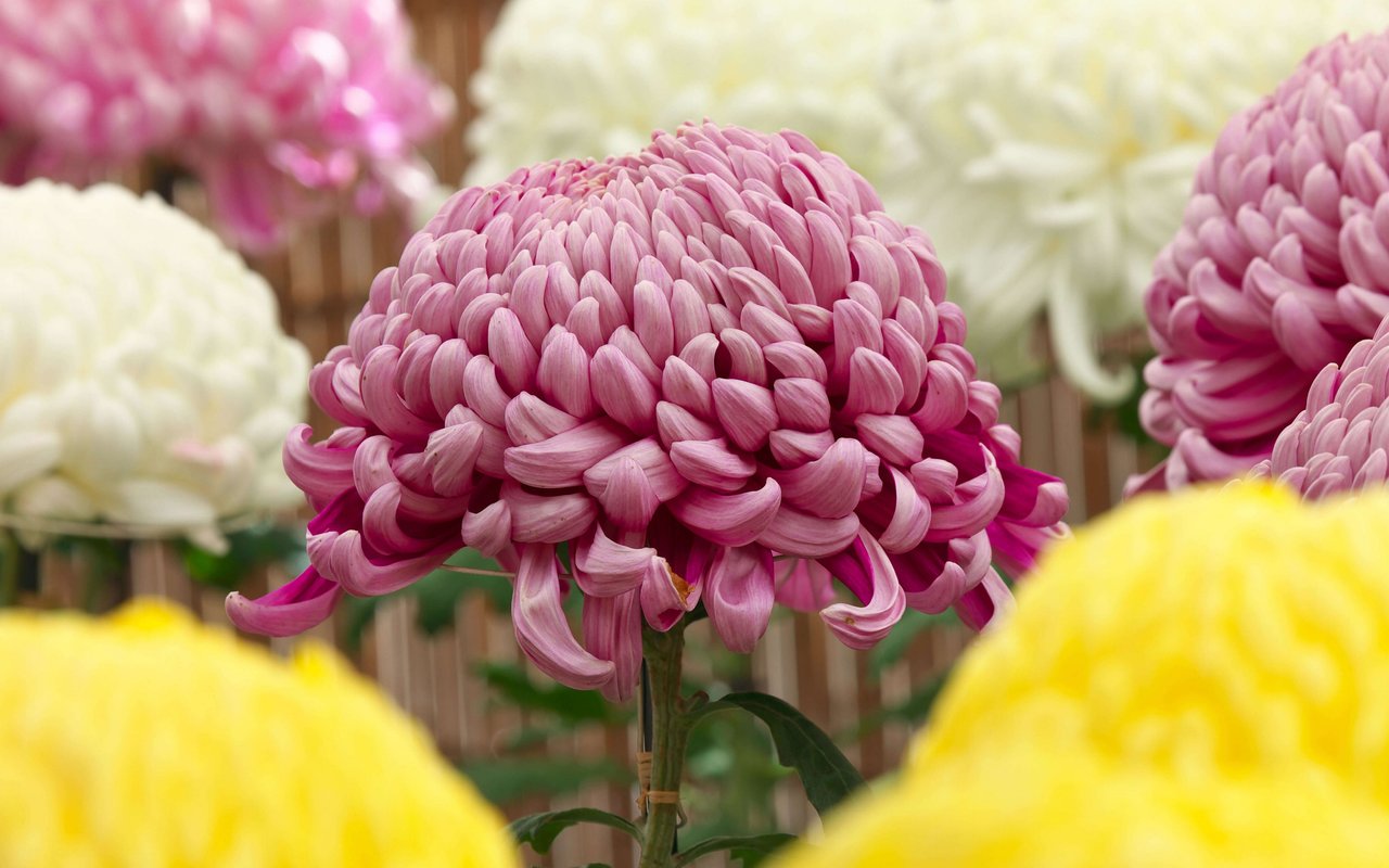 Pink chrysanthemum close-up - WXGA_1280 wallpapers in 1280x800 resolution