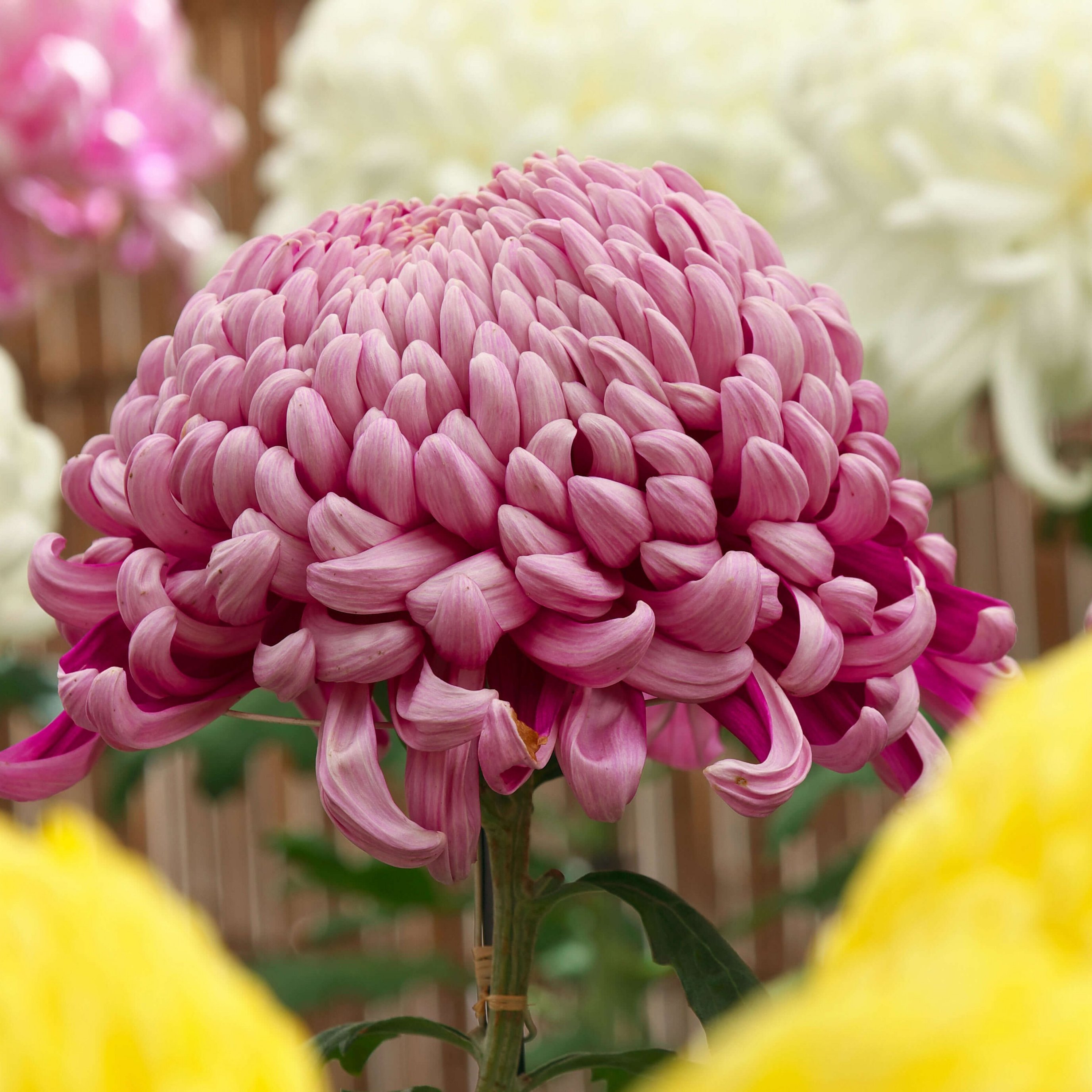 Pink chrysanthemum close-up - Wallpapers for iPad Pro 13″ in 2752x2752 resolution
