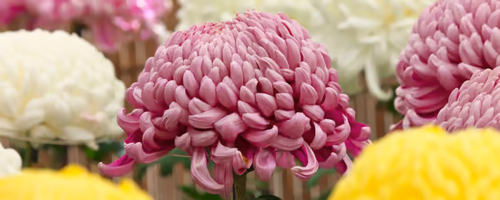 Nature wallpapers: chrysanthemum, petals, macro, close-up