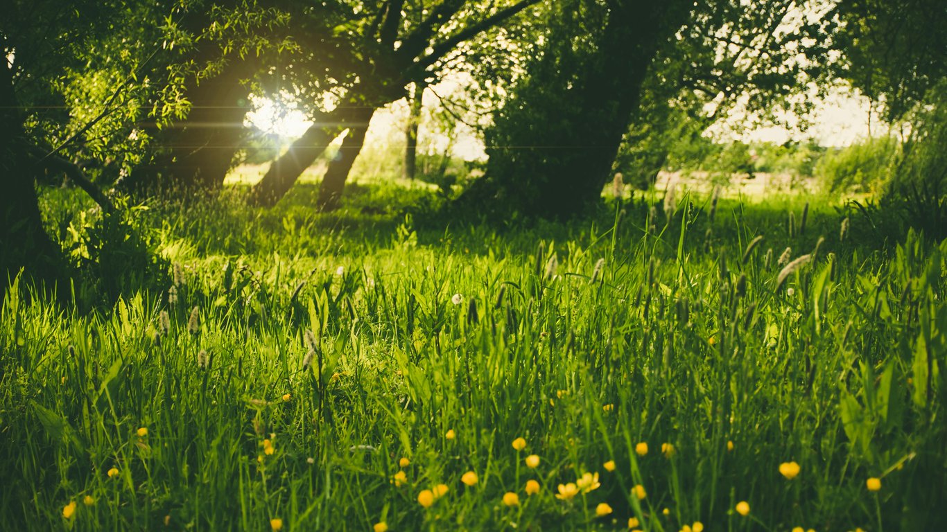 Summer Meadow with Green Grass - Laptop Wallpapers in 1366x768 resolution