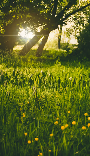 Nature wallpapers: meadow, summer, grass, sunshine