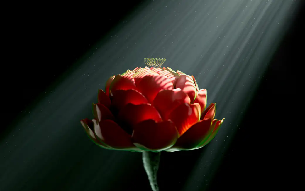 Red Blossom in Light and Shadow — desktop and phone wallpaper, free download