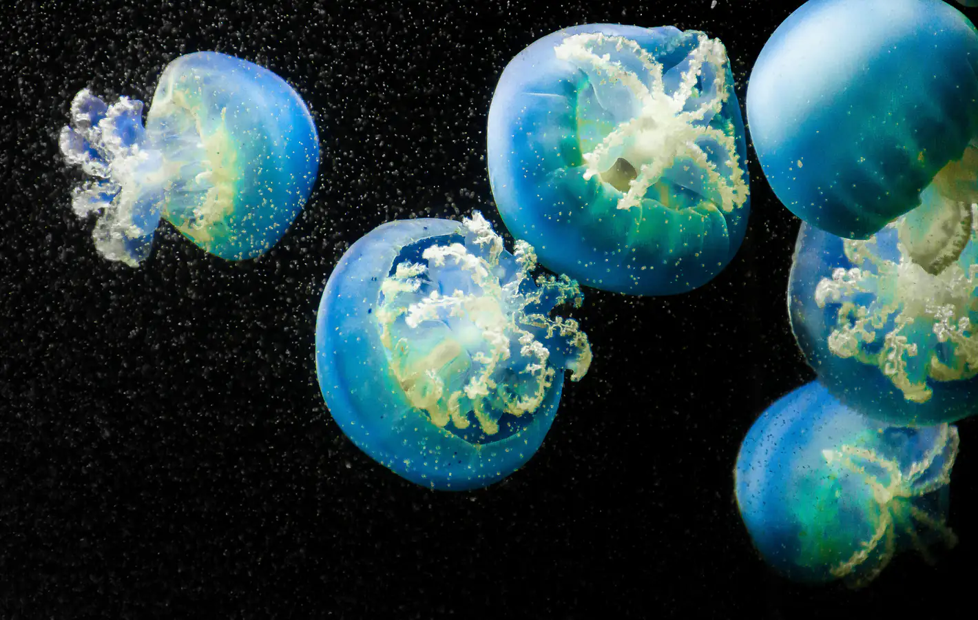 Blue Jellyfish in Dark Ocean — desktop and phone wallpaper, free download