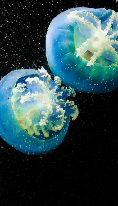 underwater Wallpapers for Xiaomi 15T (1280x2772): jellyfish, ocean, underwater, tentacles
