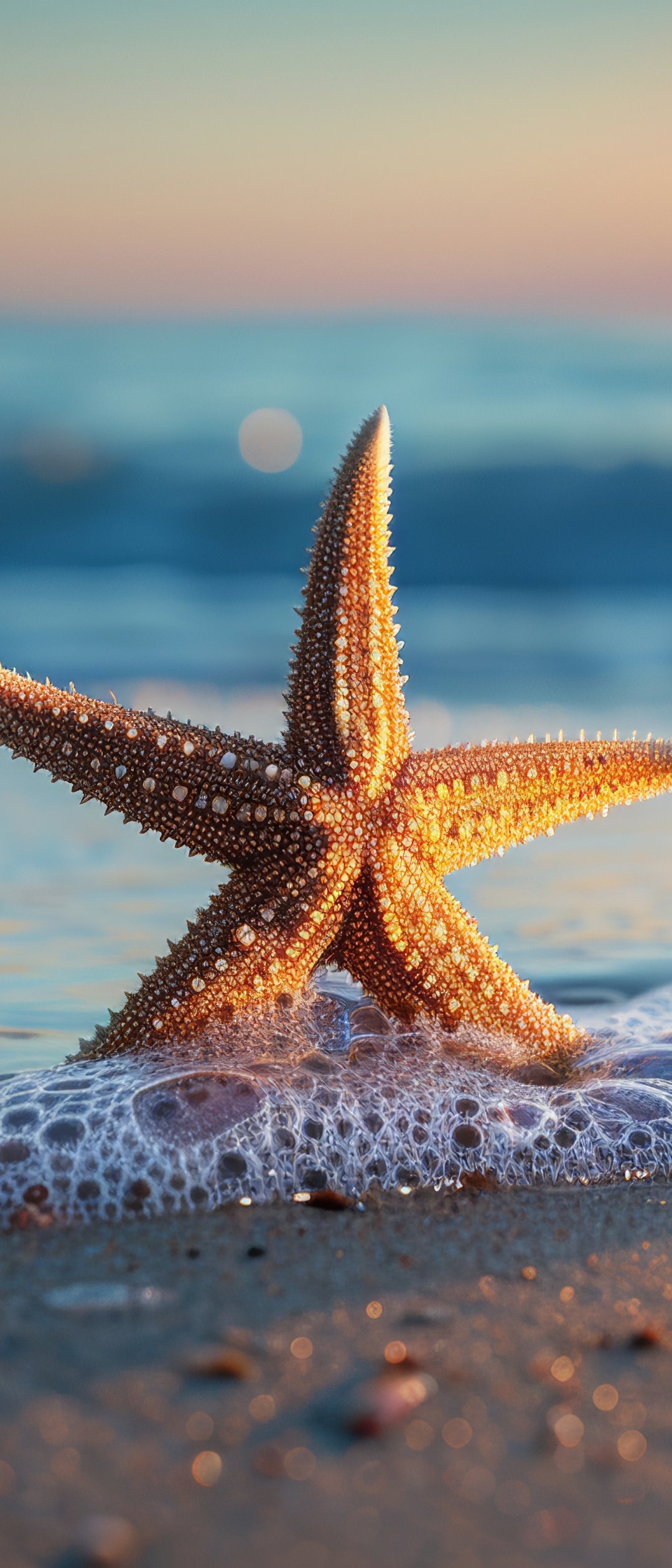 Starfish on Beach at Sunset - Wallpapers for Samsung Galaxy Z Flip7, Sony Xperia 5 II/5 III/5 V/10 IV/10 V, Xiaomi Mix Fold 3 in 1080x2520 resolution
