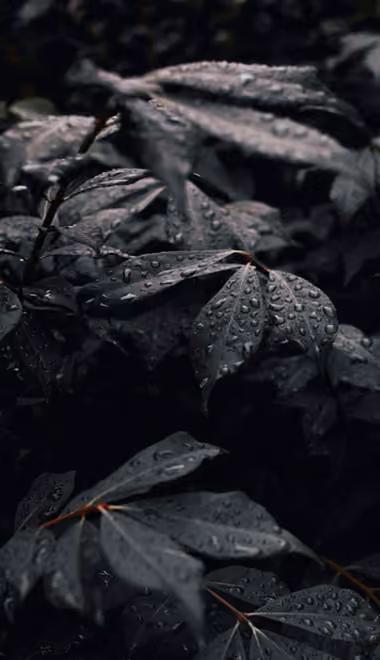 Nature wallpapers: leaves, drops, dew, branch