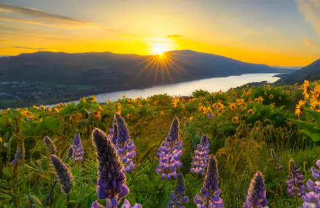 Nature wallpapers: morning, flowers, grass, mountains