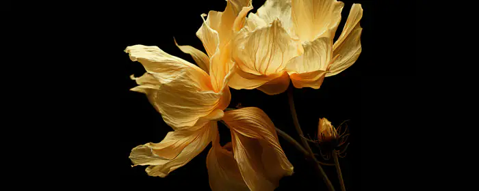 Nature wallpapers: flowers, petals, close-up, blossom