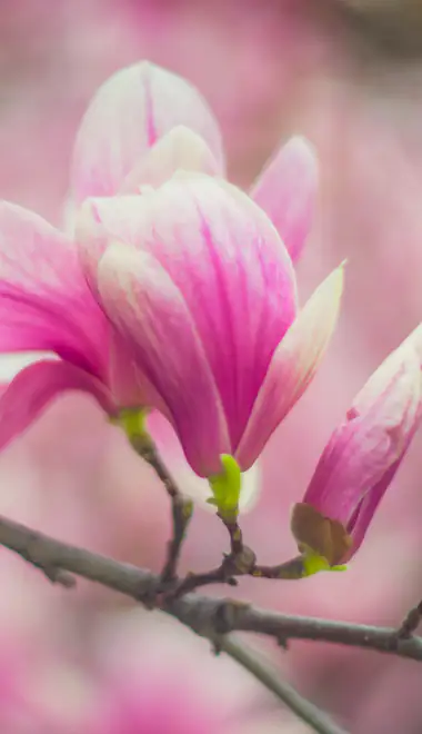 Nature wallpapers: magnolia, branch, spring, flowers