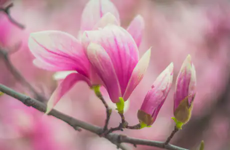 Nature wallpapers: magnolia, branch, spring, flowers